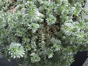Artemisia senjavinensis