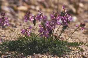 Astragalus alpinus