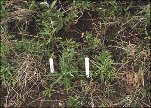 Artemisia tilesii