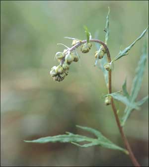 Artemisia tilesii