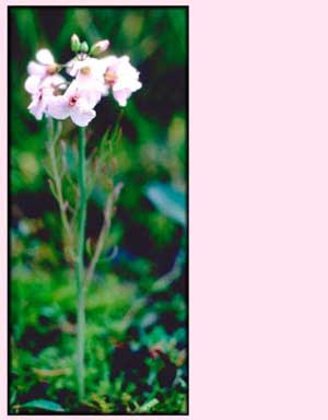 Cardamine pratensis