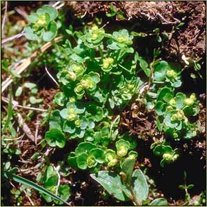 Chrysosplenium tetrandrum