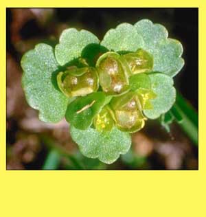 Chrysosplenium tetrandrum