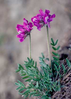 Oxytropis arctica