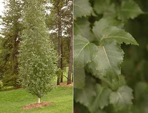 Betula platyphylla