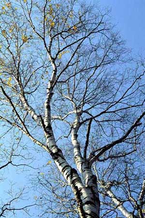 Betula platyphylla