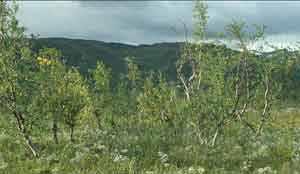 Betula pubescens