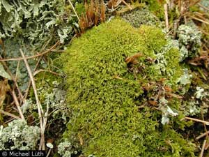 Bryoerythrophyllum recurvirostrum