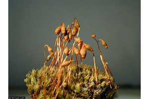 Bryum angustirete