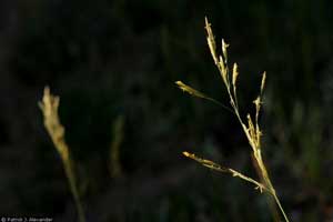 Bromus pumpellianus