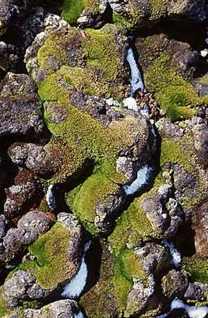 Bryum pseudotriquetrum