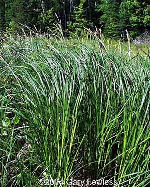 Carex aquatilis