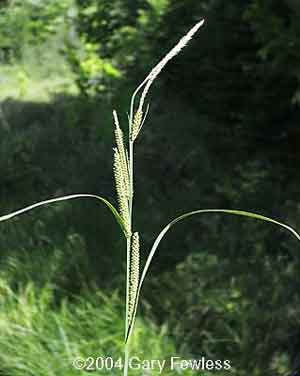 Carex aquatilis