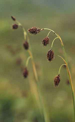 Carex atrofusca