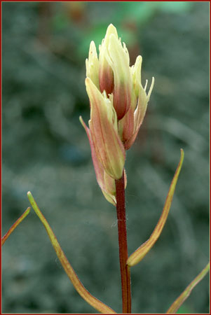 Castilleja caudata