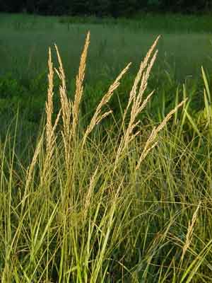 Calamagrostis canadensis