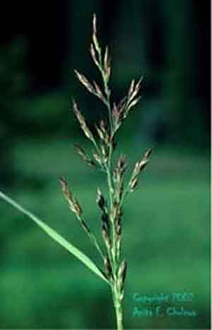 Calamagrostis canadensis