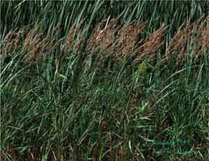 Calamagrostis canadensis