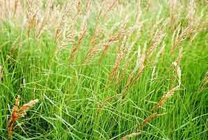 Calamagrostis canadensis