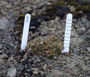 Cerastium beeringianum