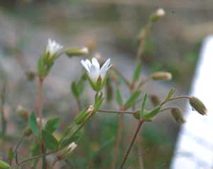 Cerastium beeringianum