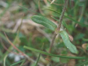 Cerastium beeringianum