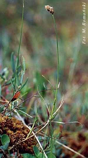 Carex chordorrhiza