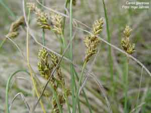 Carex glareosa