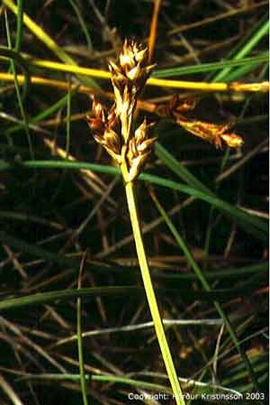 Carex glareosa