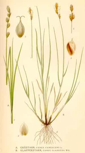 Carex glareosa