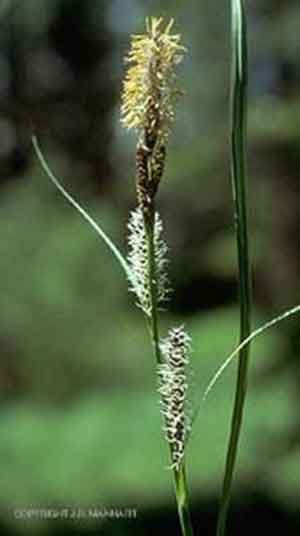 Carex glareosa