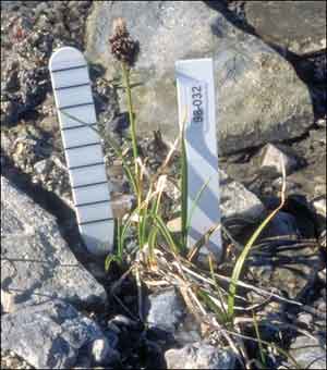 Carex membranacea