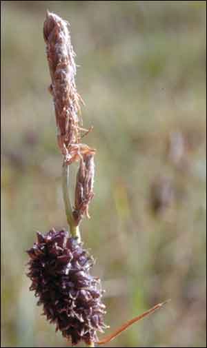 Carex membranacea