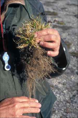 Carex fuliginosa