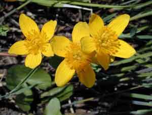 Caltha arctica