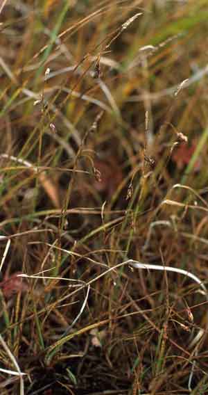 Carex rariflora