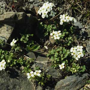 Cardamine blaisdellii