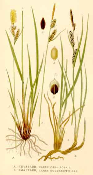 Carex