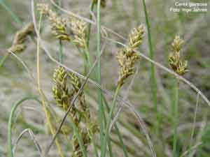 Carex