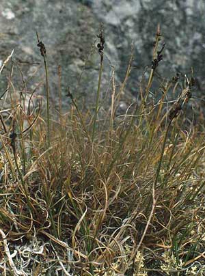 Carex glacialis