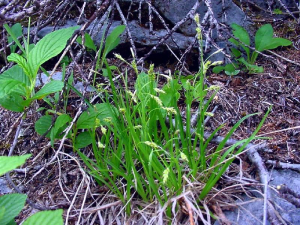 Carex capillaris