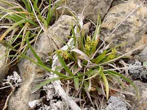 Carex capillaris