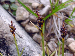 Carex glacialis