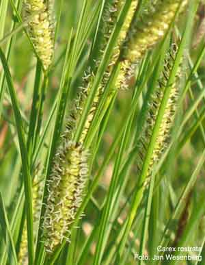 Carex rostrata