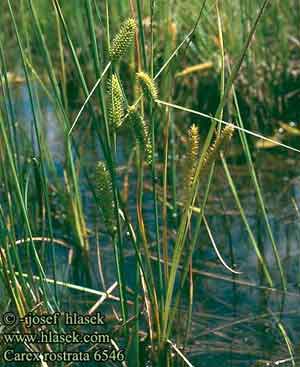 Carex rostrata