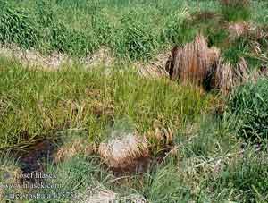 Carex rostrata