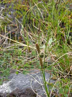 Carex rotundata