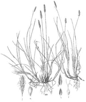 Carex scirpoidea