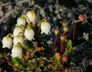 Cassiope tetragona