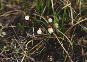 Cassiope tetragona